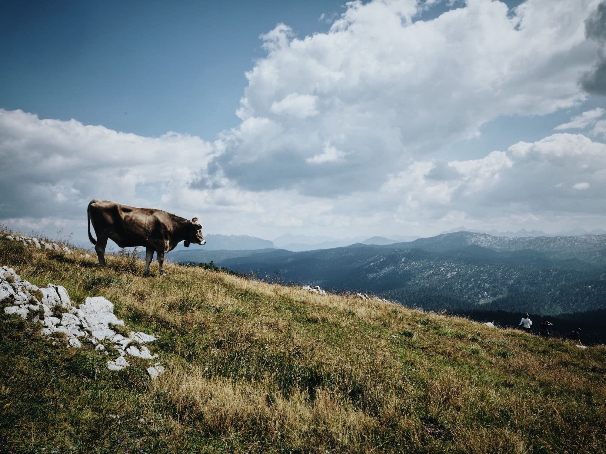 The Future of Self-driving Cows